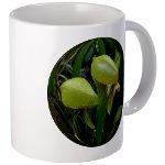 darlingtonia californica/pitcher plant/cobra plant